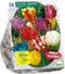 Tulpenbol Parkiet Mix - 1 x 20 bloembollen
