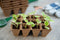 Turfpottrays H5x4x4cm set a 6 trays van 12 stuks