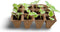 Turfpottrays H5x4x4cm set a 6 trays van 12 stuks