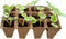 Turfpottrays H5x4x4cm set a 6 trays van 12 stuks