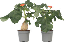 Plant in a Box - Jatropha Podagrica - Set van 2 - Bloeiende Tropische Kamerplanten - Pot 13cm - Hoogte 25-45cm
