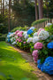 Plant in a Box - Mix van 6 Hydrangea macroph. - Hortensia mix - pot 9cm - Hoogte 25-40cm