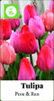 2 stuks Tulipa Triumph roze/rood 80 bollenJUB