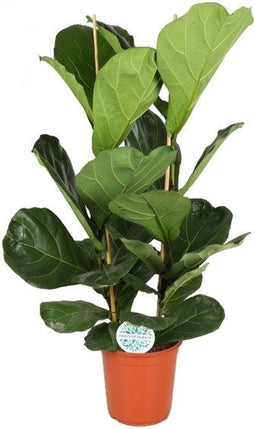 FIcus Lyrata ↨ 110cm - hoge kwaliteit planten