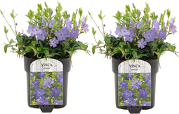 Plant in a Box - Vinca Minor - Set van 2 - Kleine Maagdenpalm - Bloeiende tuinplanten - Pot 17cm - Hoogte 25-40cm
