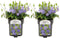 Plant in a Box - Vinca Minor - Set van 2 - Kleine Maagdenpalm - Bloeiende tuinplanten - Pot 17cm - Hoogte 25-40cm