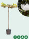 Magnolia grandiflora vierkant dak 200-220 cm stamhoogte | Magnolia grandiflora ‘Galissonière’ 8-12 cm 200-220 cm| Bomenbezorgd.nl