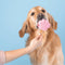 Smoofl Starter Kit Voor Pup Ice - Hondensnacks - Aardbei Banaan 530 g Blauw Xs