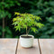 Japanse Esdoorn - Set van 4 - Acer 'Going Green' - Hoogte 25-40cm - ⌀10,5cm - Acer palm. Going Green P10,5 x4