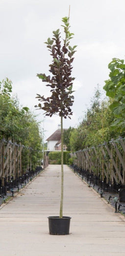 Decoratief Beeld - Vogelkers Canada Prunus Vir. Canada - Aluminium - Warentuin Natuurlijk - Red