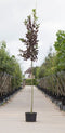 Decoratief Beeld - Vogelkers Canada Prunus Vir. Canada - Aluminium - Warentuin Natuurlijk - Red