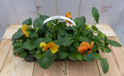 Grootbollige violen oranje/rood 6 stuks