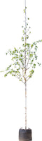 Witte himalaya berk | Betula ut. 'jacquemontii' 14-18 cm | Bomenbezorgd.nl