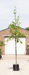 Moeraseik | Quercus Palustris | Bomenbezorgd.nl