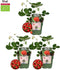 Plants by Frank | Aardbeien plant BIO Set van 3 | Aardbeien | 100% Biologisch gekweekt | Fruit tuin | Fruitplanten | Planten | Tuinplanten Winterhard | Fruitplant
