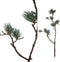 Twig Plant green brown ming pine spray