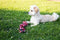 Twist-tee 3 knoop tugger - Default Title