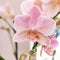 Kolibri Orchids | Roze Phalaenopsis orchidee in witte Face to Face sierpot - Ø12cm