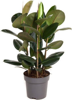 Ficus Robusta 3pp - Ammerlaan The Green Innovator - Groene Plant- Hoogte 95 cm