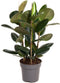 Ficus Robusta 3pp - Ammerlaan The Green Innovator - Groene Plant- Hoogte 95 cm