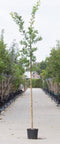 Zomereik | Quercus robur 6-10 cm | Bomenbezorgd.nl