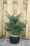 Warentuin natuurlijk - Kerstboom Warentuin Abies Fraseri 40 - 60 cm