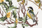 Thea Gouverneur - Borduurpakket met telpatroon - 913A - Voorgesorteerde DMC Garens - Koolmees - Aida - 25 cm x 30 cm - DIY Kit