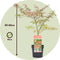 Plant in a Box - Acer palmatum 'Shirazz' - Japanse Esdoorn - Winterhard - Tuinplant - Pot 19cm - Hoogte 50-60cm