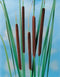 Typha angustifolia P9