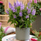 Plant in a Box - Buddleja Candy Little Lila - Buddleja davidii - Vlinderstruik Winterhard - Paarse bloemen - Pot 19cm - Hoogte 30-40cm