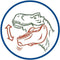 Tyrannozaurus Rex Czerwony