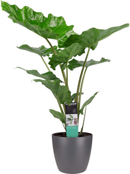 Goed & Groen - Decorum Alocasia portadora met ELHO brussels antracite - ↨ 90cm - Potmaat 21 - Exclusieve Kwaliteit Planten - Kamer Plant - Kamerplanten - Sfeer - Interieur