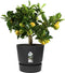 Elho Greenville Rond 25 - Bloempot voor Buiten met Waterreservoir - 100% Gerecycled Plastic - Ø 24.5 x H 23.3 cm - Living black