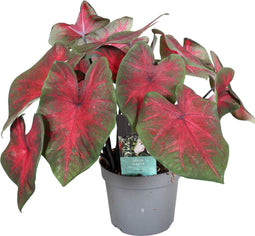 Plant in a Box - Caladium Postman Joyner - Tropische Kamerplant - Pot 12cm - Hoogte 25-40cm