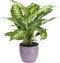 Combibox met kamerplanten in Bergamo keramiek – ↨ 25cm – ⌀ 12cm