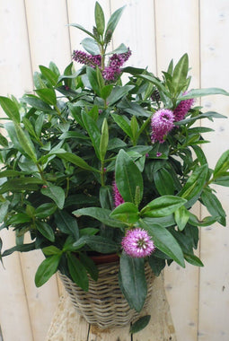 Veronica Hebe Andersonii Roze/Paars met donkergroen blad in White W...
