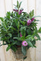 Veronica Hebe Andersonii Roze/Paars met donkergroen blad in White W...