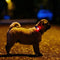 MINI DOG Tickless - Black - Anti Teek - Herlaadbaar
