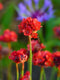Engels Gras (Armeria) 'Ballerina Red' | 1 stuk | Rotsplant | plant voor rotstuin | alpine plant | 11x11 cm Kwekerspot | Rood