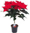 Plant in a Box - Euphorbia pulcherrima op stam - Poinsettia kamerplant - Kerstsfeer - Groene bladeren en rode bloemen - Pot 17cm - Hoogte 60-70cm