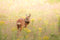 Customize it - Tuinschilderij hertje 70x50cm bruin