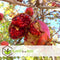 Plant in a Box - Punica granatum 'Early' - Granaatappelboom - Fruitboom met glanzende bladeren - Pot 21cm - Hoogte 60-70cm