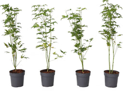 Japanse Esdoorn - Set van 4 - Acer 'Going Green' - Hoogte 25-40cm - ⌀10,5cm - Acer palm. Going Green P10,5 x4