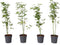 Japanse Esdoorn - Set van 4 - Acer 'Going Green' - Hoogte 25-40cm - ⌀10,5cm - Acer palm. Going Green P10,5 x4