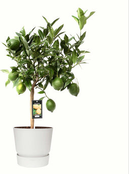 Citrus Green Lime in ELHO outdoor sierpot Greenville Rond (wit) ↨ 85cm - hoge kwaliteit planten