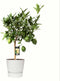 Citrus Green Lime in ELHO outdoor sierpot Greenville Rond (wit) ↨ 85cm - hoge kwaliteit planten
