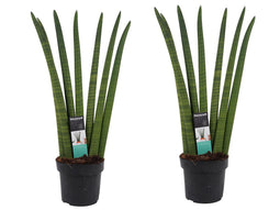 Duo Sansevieria Cylindrica ↨ 60cm - 2 stuks - hoge kwaliteit planten