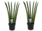 Duo Sansevieria Cylindrica ↨ 60cm - 2 stuks - hoge kwaliteit planten