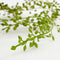 Mica Decorations Senecio Kunst Hangplant in Pot - H68 x Ø9 cm - Groen