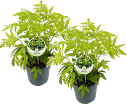 Plant in a Box - Sambucus nigra 'Aurea' - Set van 2 - Pot 17cm - Hoogte 25-40cm